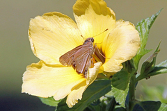 Parnara amalia