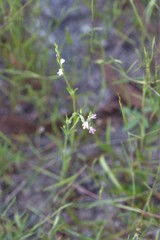 Striga parviflora
