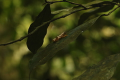 Afrixalus paradorsalis