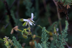 Pelargonium tragacanthoides