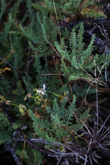 Pelargonium tragacanthoides
