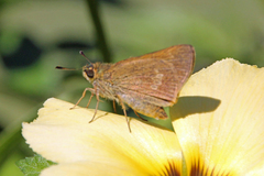 Parnara amalia