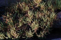 Pelargonium tragacanthoides