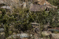 Pelargonium tragacanthoides