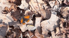 Lycaena phlaeas