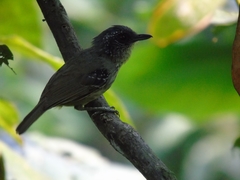 Dysithamnus stictothorax