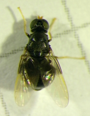 Pachygaster atra