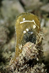 Malleus regula