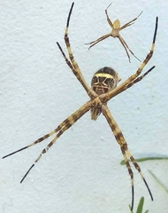 Argiope argentata