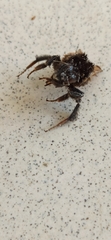 Bombus trifasciatus