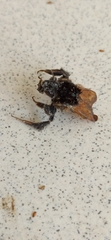 Bombus trifasciatus