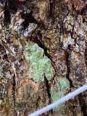 Lecanora conizaeoides