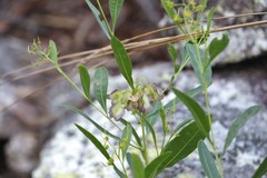Dodonaea lanceolata