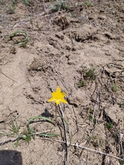 Tulipa sylvestris biebersteiniana