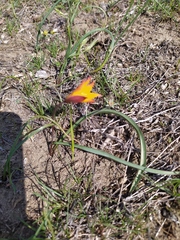 Tulipa sylvestris biebersteiniana