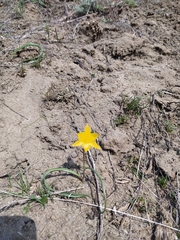 Tulipa sylvestris biebersteiniana