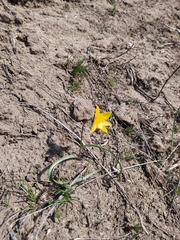 Tulipa sylvestris biebersteiniana