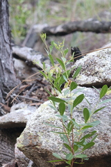 Dodonaea lanceolata