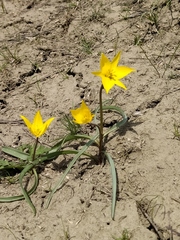 Tulipa sylvestris biebersteiniana