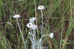 Coronidium newcastlianum