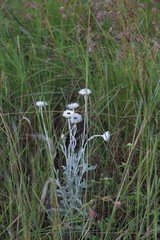 Coronidium newcastlianum