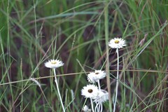 Coronidium newcastlianum