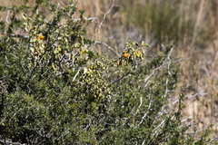 Solanum capense
