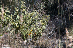 Solanum capense