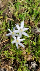 Ornithogalum