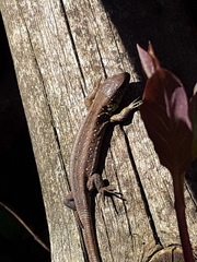 Lacerta agilis