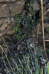 Wahlenbergia nodosa