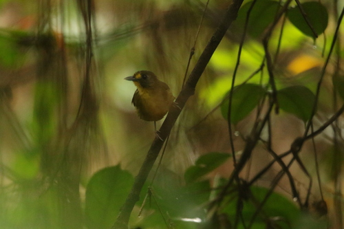 Yellow-lored Bristlebill (Bleda notatus), photo 2