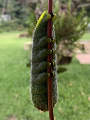 Rothschildia speculifer