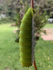 Rothschildia speculifer