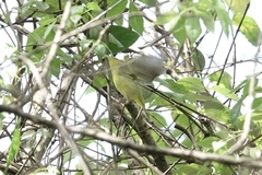 Phylloscopus ricketti