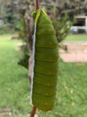Rothschildia speculifer