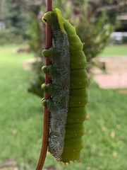 Rothschildia speculifer