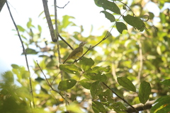 Calyptocichla serinus