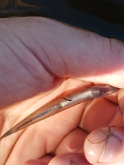 Galaxias occidentalis