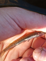 Galaxias occidentalis