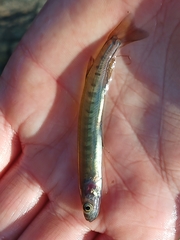 Galaxias occidentalis