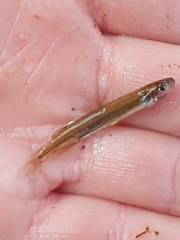 Galaxias occidentalis