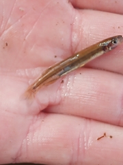 Galaxias occidentalis