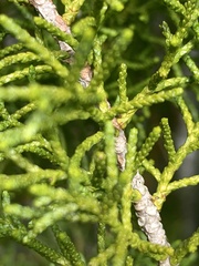 Lagarostrobos franklinii