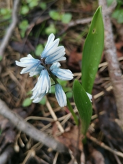 Puschkinia scilloides