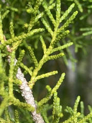 Lagarostrobos franklinii