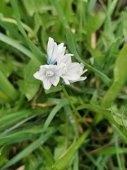 Puschkinia scilloides