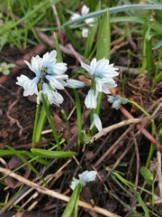 Puschkinia scilloides