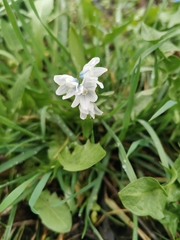 Puschkinia scilloides