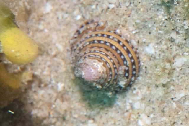 Clanculus flosculus